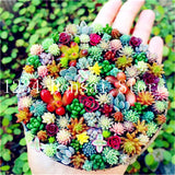 200pcs Mini Succulent Bonsai Rare Succulentes Graines Jardin Des Plantes graines for home garden office desktop Decorative plant