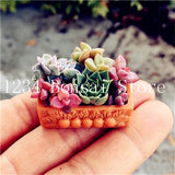 200pcs Mini Succulent Bonsai Rare Succulentes Graines Jardin Des Plantes graines for home garden office desktop Decorative plant