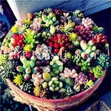 200pcs Mini Succulent Bonsai Rare Succulentes Graines Jardin Des Plantes graines for home garden office desktop Decorative plant