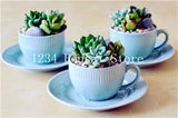 200pcs Mini Succulent Bonsai Rare Succulentes Graines Jardin Des Plantes graines for home garden office desktop Decorative plant